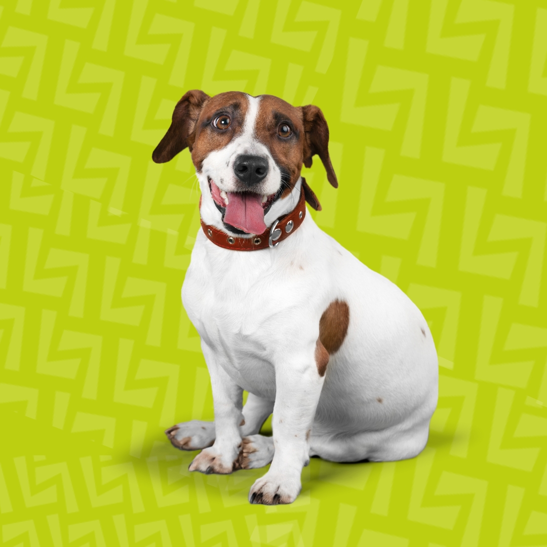 Pet Supplies