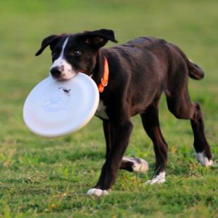 قرص تدريب الكلاب الاحترافي