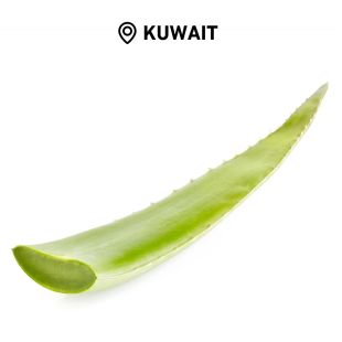 Fresh Kuwaiti Aloe Vera Leaves Al Shamiah Farm Piece