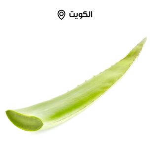 أوراق الصبار الكويتية الطازجة من مزارع الشامية - 1 حبة