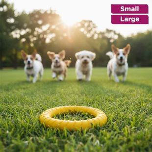 Ring Fun Pet Toy Made Of EVA Material