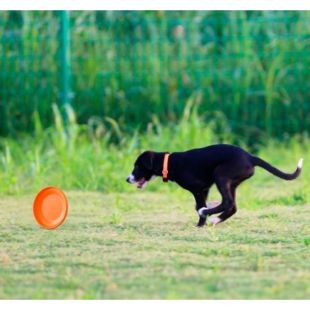 Dog Training Flying Disc 185 mm
