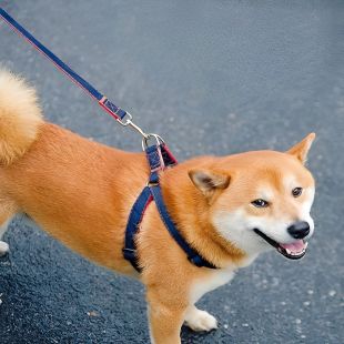 Pet Walking Harness 2Pcs Set