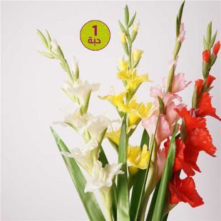 زهور جلاديولس صناعية - حبة واحدة