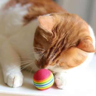 Color Ball for Pet Entertainment