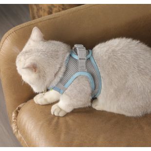 Stylish Pet Walking Belt